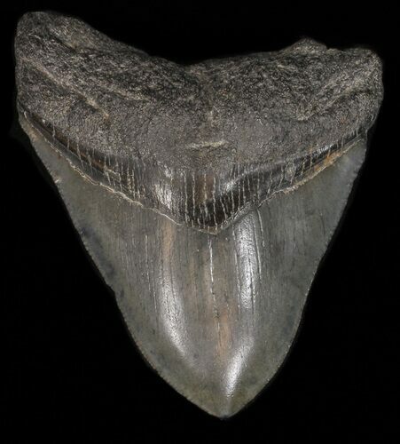 Bargain Megalodon Tooth - South Carolina #39935